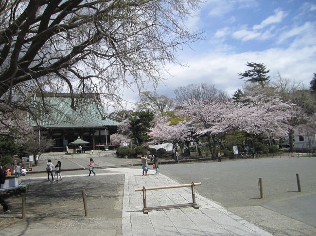 ４月になって初めての週末。本来ならば残りの青春１８きっぷを使い切るべく、妻と富士宮方面にお出かけする予定だったのだが、当日になって妻の体調が良くなかったので、予定を変更（レンタカー予約してたのに。。。）、一日家でのんびりすることにした、のだが、新しく購入した文庫本は朝のうちに読んでしまったし、家の中に籠もってるのも勿体ないので、外に散歩しに出かけてきた。<br /><br />遊行通りのファミリーマートで藤沢市の地図を購入、藤沢駅北口のドトールで豆乳ラテ飲みながら、地図を広げてどうしようかと思案するが、自宅すぐのところにありながら、遊行寺にはまだ一度も行ったことがないことに気づき、花見もできるだろうと思って出かけることにした。<br /><br />遊行通りは通らずに市役所の方から歩いて行く（実は、この時点ではまだ確たる信念を持って遊行寺を目指していたわけでなく、気分次第でＴＳＵＴＡＹＡでＤＶＤでも借りて帰ろう、とか思っていた）。市役所新館の前で「江ノ島弁才天道標」を目にして、ようやく遊行寺に行く気が固まる。<br /><br />市役所前の交差点を渡ったところにあるグランドホテル湘南の前を通りかかると、ホテルの玄関に白い紙が貼ってあるので「？？」と思っていたら、この週末大相撲の藤沢巡業で宿泊している力士の名前が貼り出してあった。白鵬、日馬富士、鶴竜の三横綱の名前が並んでいるのは、まあ壮観ではある。<br /><br />遊行通りと合流する三叉路まで出てくる。道路脇に設置された変圧用のトランスに藤沢ゆかりの浮世絵がプリントされているのは通勤の時にいつも目にするので、まあ見慣れたものなんだが、絵の下に小さい文字で絵の解説が書かれていることまでは気づかなかった。<br /><br />藤沢橋まで到着。遊行寺の坂を登っていこうかと思ったのだが、橋を渡ったところに小さな赤い橋があったのを思い出したので、そっちから渡ることにする。「遊行寺橋」という名前が付いた朱塗りの橋。ただ今工事中でした（見た目にも痛んでそうだったので、掛け替えかな？）<br /><br />橋を渡ってすぐ、遊行寺の山門に到着。図らずもお寺の正面から入ることができたので良かった。山門から本堂までは緩い上り坂。上り坂の途中に植えてある桜はまだつぼみの段階だった。あれ？まだ桜咲いてない？<br /><br />と、思ったら、境内の桜は綺麗に開いてました。イチョウの大木が遊行寺のシンボルにもなっているらしいのだが、なるほど確かに立派な大木だ。だいたいどれくらいの樹齢なんだろう？（ウィキペディアで調べたら樹齢６００年とのこと）<br /><br />本堂脇の手水を使っていたら、小さな子どもがこっちにトコトコやってきたんだが、どうやらタイの人らしい。外国から日本にやってきて、わざわざ観光にやってくるくらい遊行寺ってメジャーなのか・・・<br /><br />手水の脇には一遍上人の銅像も立っていた。なんか厳めしさとかは感じないというか、やつれてるなあ、という印象（まあ、全国を歩きまくっていたんだから、そんな姿になるのも分からなくはないんだが。。。）。<br /><br />本堂にお参り。靴脱いでお上がり下さい、とか書いてあったけど、今回は遠慮しといた。ご本尊はお釈迦様みたい（ウィキペディアで調べてみたら阿弥陀如来とのこと）。<br /><br />本堂脇からさらに奥に進むと、お寺の塔頭である長生院（小栗堂）。お堂にお参りした後、建物の脇をすり抜けて、「小栗判官の墓」にお参り。（形式的にも）割と古そうな五輪塔でした。<br /><br />本堂左手にある社務所に戻ってきた。こちらの建物も割と立派。庭の池は「放生池」と呼ばれているらしく、金魚や鯉などを放してやると家内繁栄、長寿のご利益があるそうな。社務所の入り口でしばし人が通るのを待つ。折良く若いお坊さんが通りかかったので、声をかけて御朱印をお願いする。しばらく待っている間、入り口の辺りをキョロキョロ見てたら、軒下に鐘がかけてあったのに気づく。たぶん、用事の際にはこれを鳴らして人を呼ぶんだろうな。<br /><br />ということで、御朱印も頂いたことだし、お昼ご飯にしようかと思うが、境内にある休憩所みたいなところはなんとなく敷居が高いというか、入る気がしなかったので、旧東海道藤沢宿沿いに歩いて適当なお店に入ろうとする。<br /><br />・・・が、結局藤沢本町の近くまで歩いてきてしまった（途中、ラーメン屋とかしか見かけなかったし・・・）。白旗の交差点に観光案内の看板がかけてあったのでそれを参考に、「とんかつ正力」に入ることにした。<br /><br />ちょうどお昼時ということもあり、全部で２０席くらいの椅子は半分くらい埋まっている。１４時くらいまではサービスタイムらしい。とりあえず豚カツ定食を注文しながら、さっき頂いた御朱印を確認してみる。なかなか丁寧な書きっぷりで好感が持てますなー<br /><br />そうこうしているうちに、料理ができあがってきた。早速頂く。揚げたてでサクサクでした。おいしいおいしい。これで７３０円。割安ー<br /><br />12:58 藤沢本町−藤沢 5193<br />結局、藤沢本町駅の間近までやってきてしまったので、帰り道は一区間だけだけど小田急に乗って帰ることにする。消費税が上がったのでＩＣ乗車券利用で１３４円。<br /><br /><br />と、いうことで家の近所を軽く散歩してくるつもりが結局２時間ほどもぶらついてきてしまった。旧東海道藤沢宿はまだいろいろ見所がありそうなので、暇を見つけてはお散歩に出かけてみようと思います。