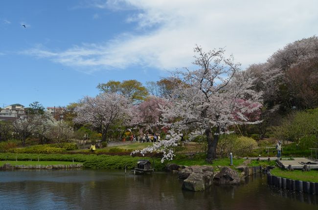 今年のさくらは開花した思ったらすぐに満開、散り始めも早かったような気がする。<br />横浜の三ッ池公園は旅行記にしたが、それ以外のさくらを合わせてレポートする。<br /><br />（１）横浜　馬場花木園　１ｈａあまりの小さな和風庭園だが、花の種類は多く四季折々の花を見せてくれる。<br />　　　夏は蓮でいっぱいに成る池の回りは、今はさくらだ。<br />（２）横浜　入江川せせらぎ緑道　かつては生活排水で汚れた川を１．５ｋｍの小川のせせらぎをよみがえらせた。<br />　　　６月のアジサイも見事だが、さくらも良い。<br />