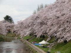 2014年春爛漫　各務原新境川堤の桜並木