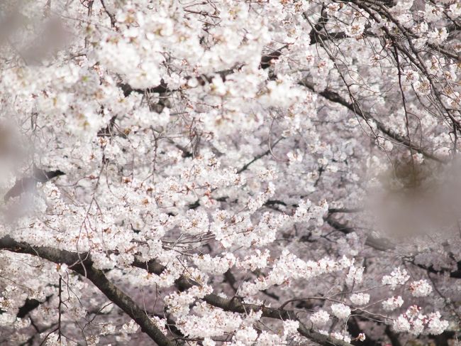 ４月３日の天気予報は「曇りのち昼頃から雨」って事でしたが、意外と天気が良くて陽も射してました。<br />絶好の花見日和となったので、岩倉にある五条川の桜を見に出かけてきました。