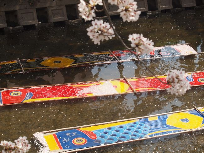 ４月３日の天気予報は「曇りのち昼頃から雨」って事でしたが、意外と天気が良くて陽も射してました。<br />絶好の花見日和となったので、岩倉にある五条川の桜を見に出かけてきました。