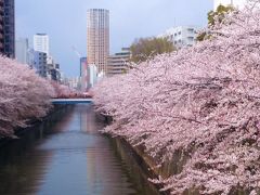 東京 桜散歩：目黒川と神宮外苑と千鳥ケ淵と