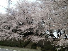 愛知県西尾市吉良の黄金堤の桜