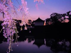 東京ぶらり散歩　～満開の夜桜を求めて　皇居の大手門から千鳥ヶ淵へ～