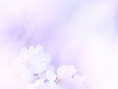 満開の桜にリベンジ！２週目の昭和記念公園は春でいっぱい＆舎人公園で春の花火鑑賞☆