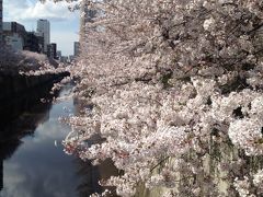東京の桜、人気スポット巡り