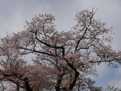 皇居乾通り一般公開の桜と皇居東御苑の桜