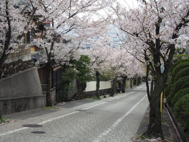 　暖かかった先週から急に冷え込んだ週末。桜を求めて<br />以前から行ってみたかった石切神社と枚岡神社にお参りをしてきました。<br />まずは、近鉄奈良線の枚岡で降りるとすぐ前が枚岡神社。急な坂が目の前に。アキレスけんに効きそうです。<br />　元春日って言われているぐらいだから由緒正しき神社。狛犬の代わりに可愛い鹿の親子（なで鹿）で旅の安全祈願。<br />神社から、平岡公園と抜け桜並木を見ながら、石切に。<br />　石切駅を少し超えて上っていくと住宅街にうっとりするような桜並木が続きます。石切駅から石切神社へは下り坂。新石切駅または車では、来られると参道は上り坂になります。<br />参道には、たくさんの占いのお店と懐かしいお菓子が堪能できます。<br />　参道で明石焼き、和菓子屋で桜の葛餅をいただきました。石切神社では、皆さんがお百度参りをしていました。<br />白い神馬さんにもあえて、帰りは新石切近くのシェ・アオタニでケーキを堪能、大満足の一日でした。桜の穴場です。