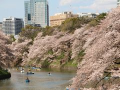 桜の花が散る前に2014年　　＃3　千鳥ヶ淵～靖国神社　散り始めた桜に押し寄せる人の波