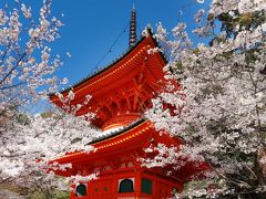 和歌山 『和歌の浦(高津子山)の桜』、『紀三井寺の桜』、『和歌山城の桜』　他　(　『雑賀崎灯台』、『番所庭園』　)