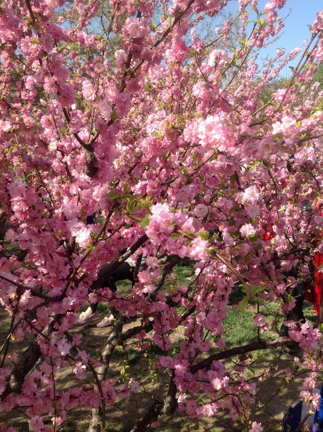 春といえばお花見、そして桜。<br />実はここ北京でも桜が鑑賞できるのです。<br />春爛漫、北京の短い春を楽しむべく、桜の名所として有名な玉渊潭公園へお花見に行ってきました。<br />ここでは約2,000本以上の桜の木が植えられ、いろんな桜に出会えます。<br />1973年春に北海道の山のふもとに植えられてあった180株の桜が日中友好の記念として中国に贈られていて、日本人にも馴染みの深い公園です。