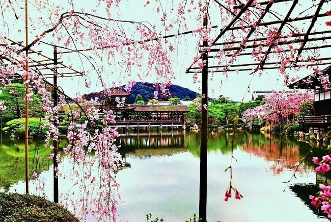 　本日、平安神宮へ桜を見に出かけました。今回は名古屋よりＪＲ高速バスを利用しての旅である。昨今の気温上昇の折、桜の満開時期が４?５日早まった様です。是非とも平安神宮神苑の｢紅しだれ桜」を見たい！、この思いが今日叶えられる、そんな心踊る旅行であってほしいものです。<br />　　(写真・八重紅しだれ桜・栖鳳池より泰平閣の橋殿・フイルムカメラ）