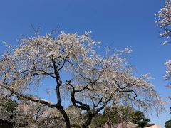 帝の桜　春季皇居乾通り一般公開！！