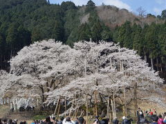 岐阜の桜めぐり　２０１４年