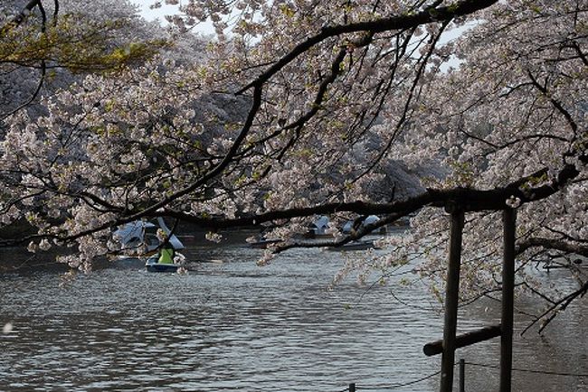 東京の西部に位置する青梅市はこの時期本来なら市立吉野梅林の観光客が多数<br />来青されますが今年はウイルスの関係で例年の約３０％に減ってしまい<br />市の観光局では桜の名所を巡ることを勧めております。<br />先ず２か所の名所の桜をご覧ください。