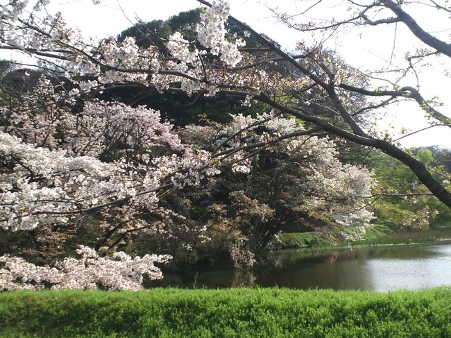 今年の桜は通りすがりに見るだけになりそうかな、、、。<br /><br />そう思っていました。<br /><br /><br />東京でも、桜の開花が宣言された頃、<br />らすかる家の夫がまさかの入院！<br /><br />ライトアップされた桜を横目で眺めつつ、<br />夫の病床へ通う日々。<br /><br />同じように病室の夫も‘今年は桜、無理かも知れへんな〜’と、<br />思っていたようです。（、、、と書くと語弊がアリそうですが、じつはそんなに重症ではありませぬ＾＾；）<br /><br /><br />そんな、らすかる家に吉報が！<br />夫の経過がすこぶる快調で、退院できることに。（＾＾）/ヤッター！<br /><br />病み上がり間もないとは思えないテンションで、<br />‘皇居、入れるみたいやで’と夫。<br /><br />いつもは自転車で行くのですが、<br />お散歩も兼ねて徒歩で皇居に向かいました。<br /><br />果たして、夫の体力は持つのでしょうか＾＾；<br /><br />