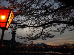 桜を求めて第5弾。大中公園の高田千本桜の夜桜見物へin大和高田