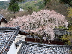 京都・奈良の桜紀行（京都編　その２）