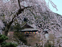 京都・奈良の桜紀行 （長谷寺・大和郡山城跡編）