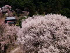 京都奈良の桜紀行 吉野桜　2014年4月7日