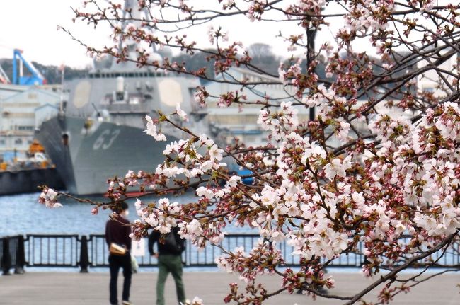 　今年の桜シーズンは不安定な天候との競争である。強風吹く中、まだ花見に行ったことが無い三浦半島の横須賀市内へ、桜を見に行ってきた。<br />　横須賀は、軍艦を見る所で、有名な桜の名所といえば、衣笠山くらいではないかと思っていたが、意外にも、市街地や軍港周辺に、それなりに花見が出来る所があった。<br />　今回花見をしてきたのは、ヴェルニー公園、横須賀の街や東京湾が見える中央公園、おまけに、横浜市内の弘明寺公園である。<br />　詳細は以下写真などで。