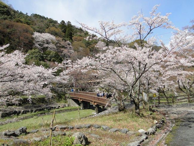 何度か出かけてますが、満開の桜を見に養老公園に出かけてきました。<br />横綱の石碑、養老寺、妙見堂に初めて気づいた次第です。養老神社は菊水泉があるので、以前も参拝しましたが、養老寺の荒れた姿にびっくりです。2017年に養老改元から1300年ということで、1300年祭が予定されています。<br />天候の変化が速いザッと雨が降る寒い日でした。駐車場やパークゴルフ場のあたりに桜が多く美しかったです。<br /><br />駐車場300円<br /><br />妙見堂には妙見菩薩と3.55ｍの木造釈迦如来立像があるそうです。<br />養老寺は孝行息子の源丞内が開いた寺で不動堂の滝守護不動尊として崇信されているそうです。国指定重要文化財の木造十一面千手観音立像などが宝物殿にあります。