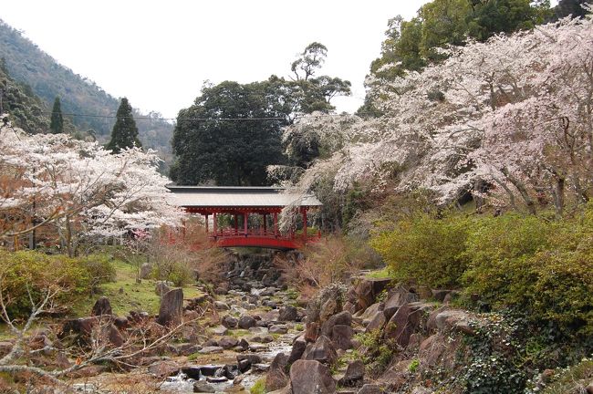 先週の京都に続いて、近場の桜スポットへ出掛けてきました。<br />標高の高い、三原の山中へ新規開拓です。<br /><br />週末から花冷えで気温が上がらず、ちょっと桜も足踏み・・・<br />といったトコロ？<br />スッキリ晴れわたった天気ではなかったですが、<br /><br />まだまだイケます。桜・・・<br />