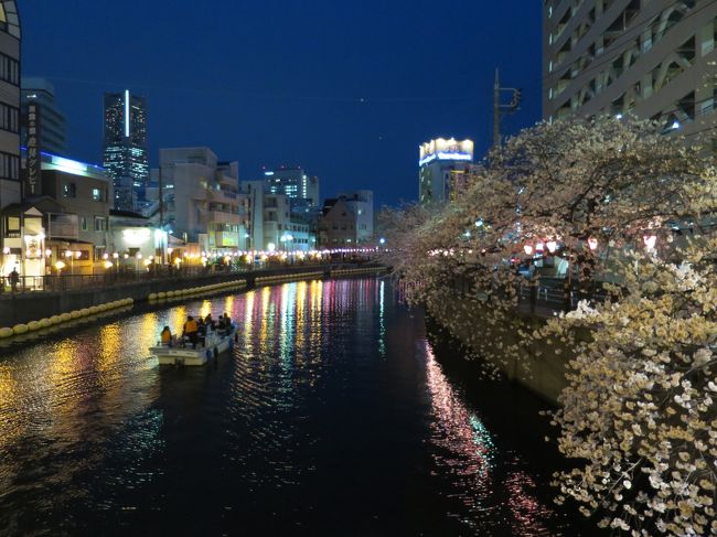 大岡川（京浜急行日ノ出町駅〜黄金町駅周辺）お花見散策してきました。<br />大岡川に沿ってプロムナード沿いに桜並木が続いています。ぼんぼりが灯り、ライトアップされた桜がとてもきれいでした。都内ほどは混んでなかったのでゆっくり散策することができました。<br />みなとみらいからも近いので夜桜を見た後に夜景も満喫できてなかなかいいコースだと思います。