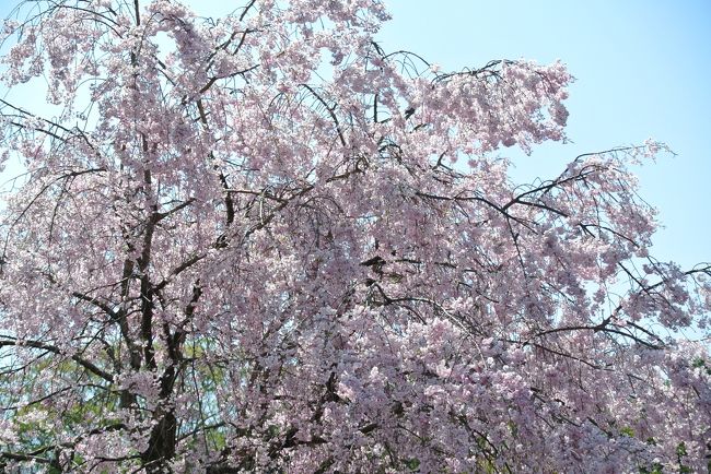 天皇陛下傘寿記念の皇居一般公開に行って来ました。<br />開始から４日目の７日（月）、相変わらずのすごい人出で坂下門入場まで並ぶこと２時間、中に入っても人々々でのろのろ歩き、写真を撮っても前方の人の後頭部が写り込みます。乾門から退場まで約４５分の貴重な体験でした。<br /><br />（１１：１５）メトロ大手町から行幸通りに出て並び始め、大手門から桜田門、二重橋前から坂下門へ行列に従ってぐるっと回りました。<br />（１３：１５）坂下門前でボディチェックを受けやっと入場<br />（１４：００）乾門から退場