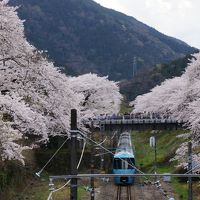 やまきた桜まつり＆中川温泉信玄の湯♪～桜三昧の晴れ男～(^^)