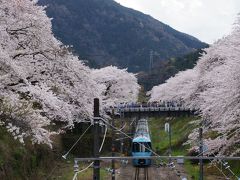 やまきた桜まつり＆中川温泉信玄の湯♪～桜三昧の晴れ男～(^^)