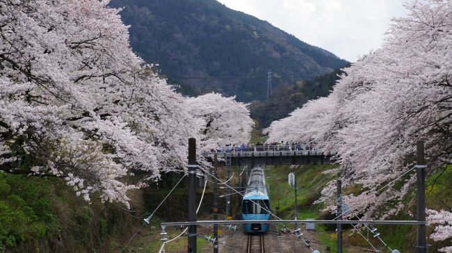 週末は晴れって予報だったのに、直前になって怪しい予報に変わってしまいました。<br />でも、私は大丈夫だよ。だって、私「晴れ男」だから雨なんか降らないよ。(^^)<br /><br />神奈川県山北町、JR御殿場線の山北駅は桜の名所なんですね。<br />知らなかったってこともあり、桜を愛でに行ってみようと・・・<br />どうせなら一泊してのんびりしたいなってことで、web検索したら「中川温泉」が出てきました。<br /><br />中川温泉なんて聞いたことないな?なってことで、ちょっと不安だったけど、これが大正解でした。(^^)<br /><br />一泊二日温泉花見三昧の旅行記をお楽しみ下さい。(^^)