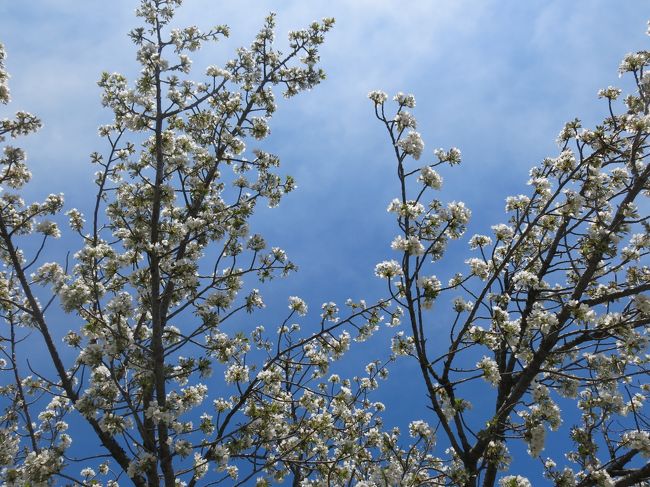 目黒川の桜を見て、名店「いふう」で白子の天麩羅を食べ納めて、これでようやく私の春が終わります。
