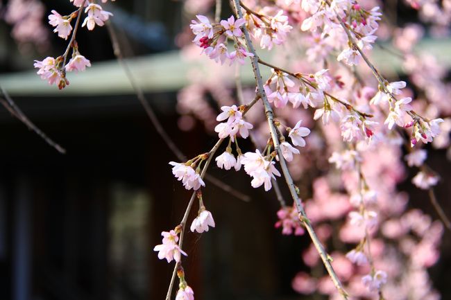 夫に買ってもらった念願の一眼レフ。初めての被写体は桜、そして鎌倉の春の景色でした。<br />鎌倉は地元なのですが、仕事をしているとなかなか休みと桜の見頃は一致してくれません。が、その年その年の「春」を残しておきたいと思い旅行記にしてみました。<br />2011年は北鎌倉の円覚寺、東慶寺、そして鎌倉の大仏・高徳院の春の風景です。