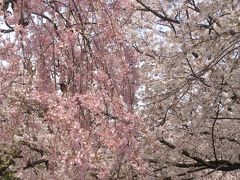 さくら～さくら～♪♪♪♪東京あちこち街歩き。吾妻橋～隅田川テラス～かっぱ橋。