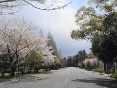 桜の皇居再訪