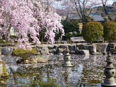 岐阜公園界隈・・・散り始めたソメイヨシノの花びらが池をおおってピンクの”花いかだ”に大興奮～！！
