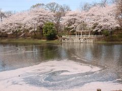 観劇前に埼玉と東京の桜を愛でる（１）花筏が美しい修景池のある桜景色