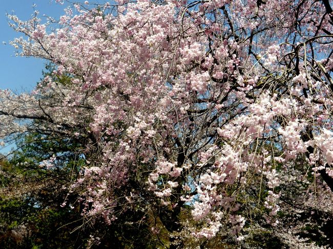 2014年桜桜桜・その１平林寺境内