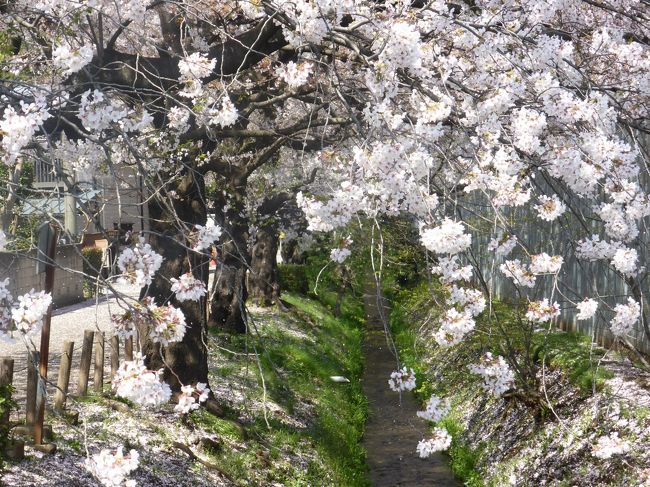 平林寺の次には、予め栄緑道の桜を頭に描いていたが、前日まで開催されていた春祭りの案内板が目に留まり、野火止用水路脇に沿って、本多緑道を辿ることにした。<br /><br />自転車だからこそ辿れる花見。