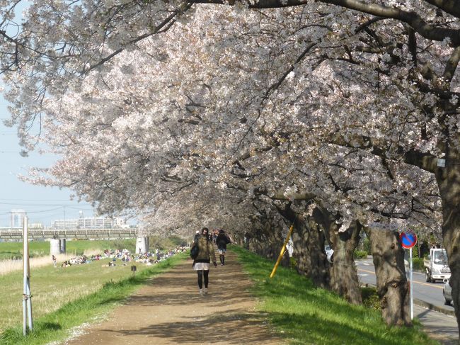 2014年桜桜桜・その３柳瀬川桜堤の並木道