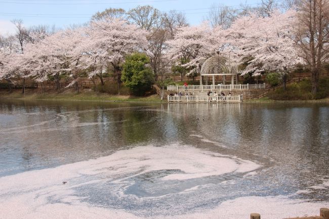 何度も花見のときに訪れたことのある公園でしたが、いままで見たことのない顔を見せてもらいました。<br />ある意味、ベスト・タイミングでした！<br /><br />公園の桜並木は記憶ほどボリュームがない気がしましたが、それはもう一部散り始めていたせいもあったでしょう。<br />代わりに池の水面に浮かぶ花びらの美しかったこと！<br />花筏というんでしたね。<br />一周して戻ってきたとき、花筏は風に吹かれて違う模様を描いていました。<br /><br />久しぶりに出かけた近所の公園、いつのまにか「かっぱ公園」と別名がついていました。<br />いや、ずっと前からそうだったのに、おとぼけな私が気付かなかっただけかしら。<br />お花見客はたくさんいましたが、昔ほどではなかったのはちょっと意外でした。<br />うちの近所は畑や雑木林がつぶされてどんどん宅地化したため、住む人は増えているのですが、みんなどこかあちこちに出かけているのかもしれません。<br />かくいう私も、天気予報で明日の予定が狂いそうだと思わなければ、本日、この近所の公園はスルーしたはずですから。<br /><br />でも、近くてアクセスが楽で、混雑せず落ち着いて散策ができるのが、とりわけ有名でなくても桜景色は美しい近所の公園の強みというものです。<br /><br />※ちなみに、このあいだ夜桜能と千鳥ヶ淵のライトアップのときのクロスフィルターをレンズにつけっぱなしだったので、光が拡散されて写真は全体的にやわらかく撮れました。<br />ただ、カメラの液晶画面で写真を確認したとき、色がはっきりしない気がして、EOS Kiss X5にあるクリエイティブオートの「暖かくやさしく」効果を多用しました。<br />なので、ちょっと昔の白黒写真に色をつけたようなセピア調な写真も多いです。<br /><br />＜タイムメモ＞<br />11:00〜12:00　近所の公園の桜を愛でる<br />12:30頃　家を出て新宿御苑に向かう<br />14:05〜16:10　新宿御苑の桜を愛でる<br />16:30〜18:00　新国立劇場でフラメンコ「SONEZAKI心中」鑑賞<br />