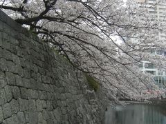 2014年の花見　②　駿府城