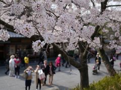 桜を求めて・・・京都の小路をお花見散歩♪