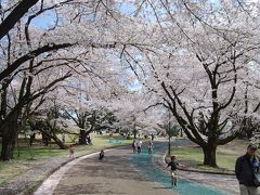 満開の桜を求めてのハイキング②狭山稲荷山公園