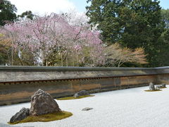 龍安寺の桜　前編！2014年