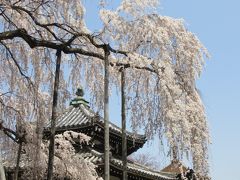 京都に春到来、桜を見に大原野エリアへ！