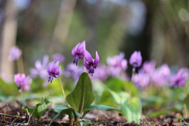 この時期、各地で見頃となった桜の話題で持ちきりですが、ひっそりと咲くかたくりの花も見頃を迎えています。<br />埼玉県や千葉県には、かたくりの群生地があるものの我が家からはかなり遠いので諦めていたのですが、神奈川県にも群生地「城山かたくりの里」があると知りました。<br /><br />この日は朝まで天気が思わしくなく、出掛けるのを躊躇していたのですが、午後は晴れて来そうな予報なので、思い切って出掛けました。<br /><br />相模原市にある「城山かたくりの里」は、かたくりの花以外にも色々な花が咲き誇り、まさに春爛漫を楽しむことが出来ました。