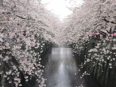 桜の目黒川を散策