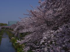 名古屋　山崎川の桜